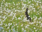 In flower field