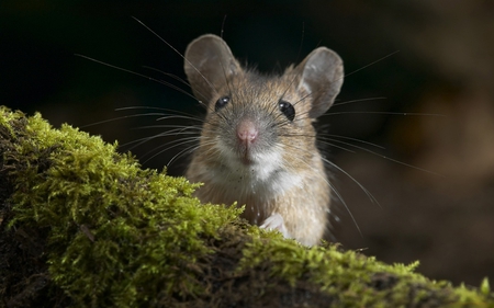 Rodent - forest, animal, nature, rodent