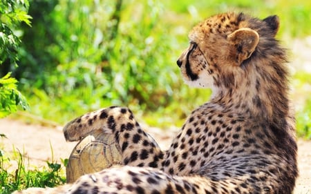 Feline and ball - forest, leopard, animal, feline, nature