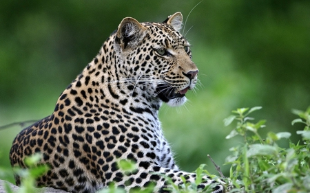 Leopard in rest - forest, leopard, animal, feline, nature