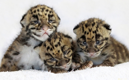 Snow leopard cubs - forest, cub, leopard, animal, feline, nature, snow