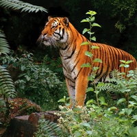 Tiger in the jungle