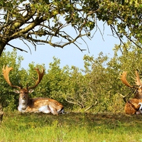 Deer in meadow