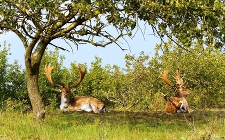 Deer in meadow - animal, forest, nature, deer