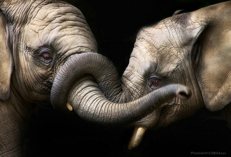 Love big time  - elephants, grey, trunks, pair, affection