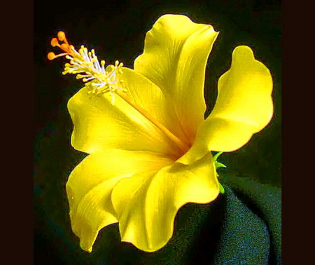 Sunny hibiscus - hibiscus, yellow, green, black, flower