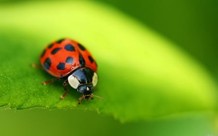 Ladybug - inserct, ladybug, animal, nature