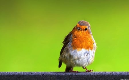 Little bird - life, animal, nature, bird