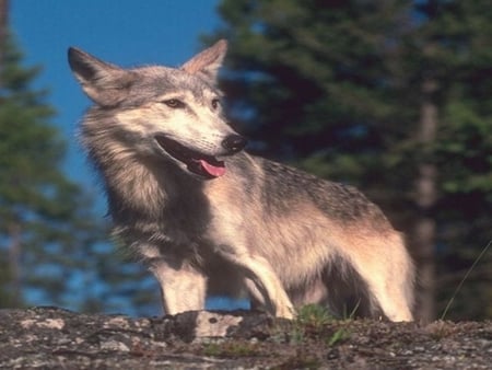 over looking the herison - river, summer, wolf, rock, pack, clan, wolves