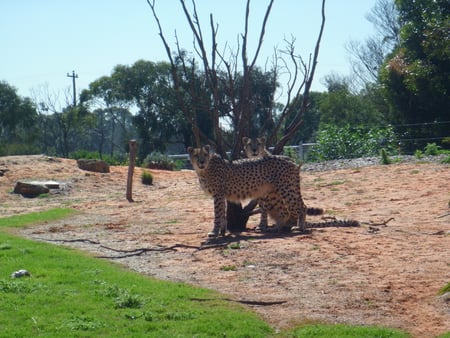 Two Brothers - cheetahs, cute, beautiful, cat, kittens, cheetah, cub, cats, brothers, animal, animals, pretty, cool, big cat, awesome, brother, cubs, big, big cats, kitten