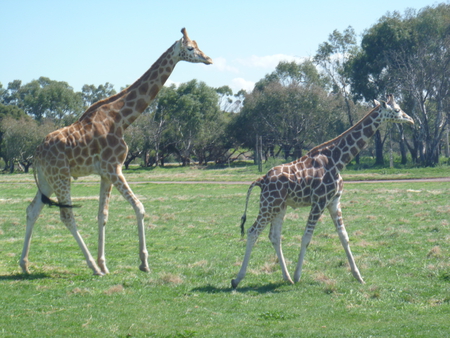 Follow Me Mum! - pretty, mummy, mum, beautiful, babies, cool, baby, girraffes, awesome, giraffe, cute, mother