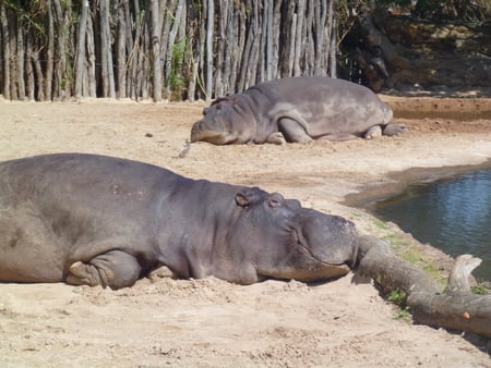 Just Chillin. - pretty, pair, zoo animal, zoo animals, boy, animal, beautiful, girl, mate, hippo, zoo, cool, awesome, hippos, cute, couple, animals