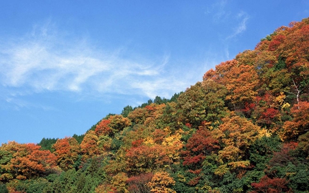 Contrast of Colors - sky, fall, trees, clouds