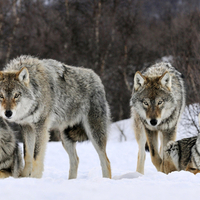 Wolves