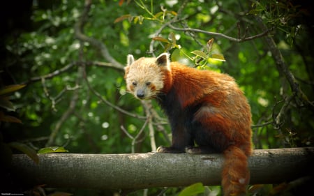 Red panda - red, bear, animal, life, nature, panda