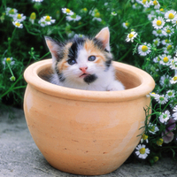 PRETTY KITTY IN POT