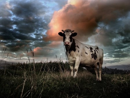 Cow at dark sunset - animal, life, cow, sunset, nature