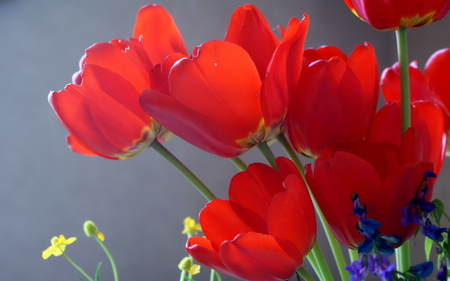 Red  tulips - red, flower, tulip, life, nature