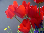 Red  tulips