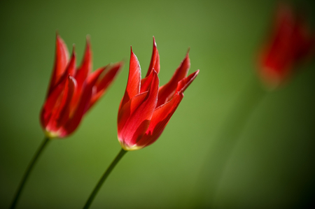 Red flowers - life, red, flower, nature