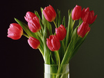 Red tulips in a vase