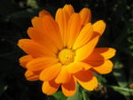 Pretty orange flower