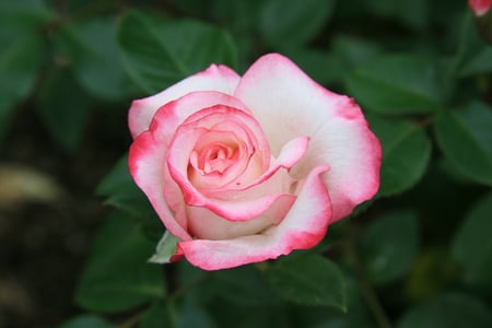 Pink rose - nature, life, pink, rose, flower