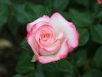 Pink rose