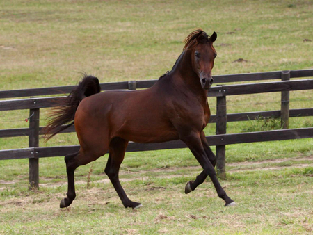 Arabian - horses