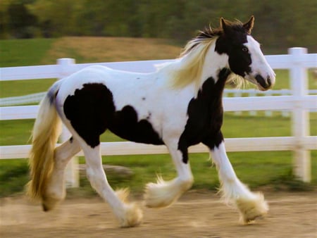 Gypsy Vanner - horses