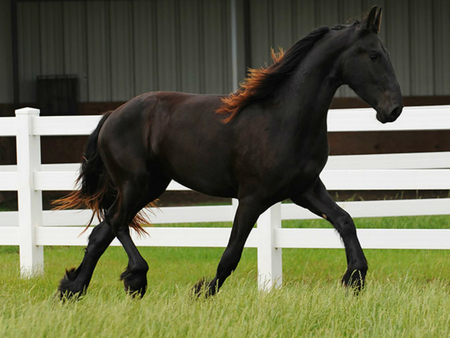 Beautiful Horse - horses