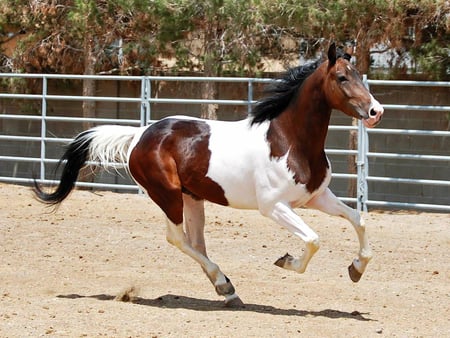 Beautiful horse :) - horses