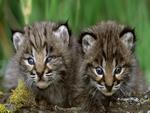 Bobcat-kittens