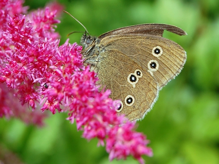 Pink Flowers - flowers, pretty, nature, wings, butterfly, pink