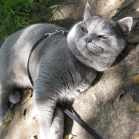 Grey cat