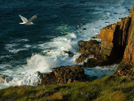 Coast - ocean, sea, rocks, coast, bird, waves