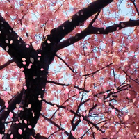 Cherry Blossom Tree áƒ¦