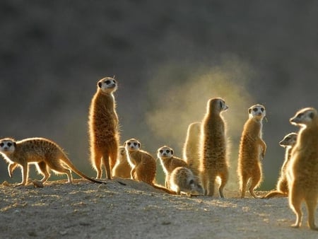 Dancers - standing, animal, meerkat, africa