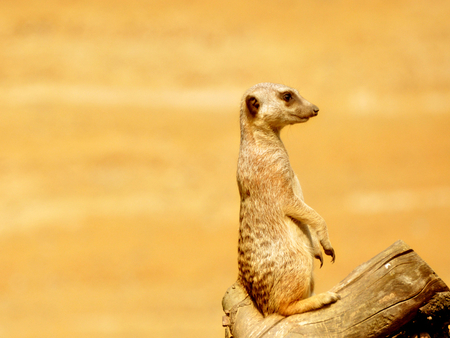 Meerkat standing on a stone - stone, animal, standing, meerkat, africa