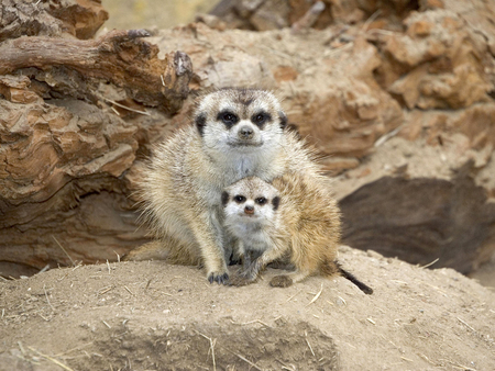 Mom and I - meerkat, cub, animal, mom, africa, standing