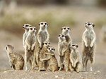 Meerkat team