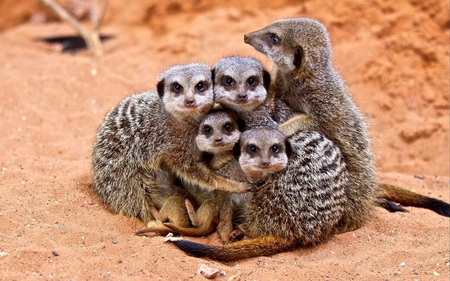 Meerkats - standing, animal, meerkat, africa