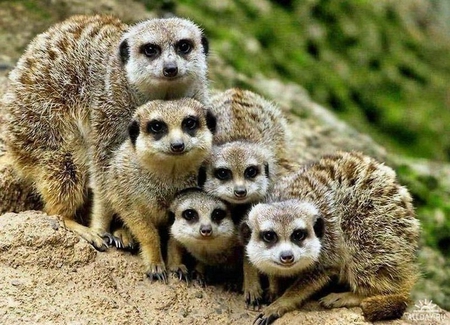 Meerkat family - standing, animal, africa, family, meerkat