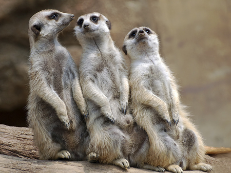 Three meerkats - standing, animal, africa, three, meerkat