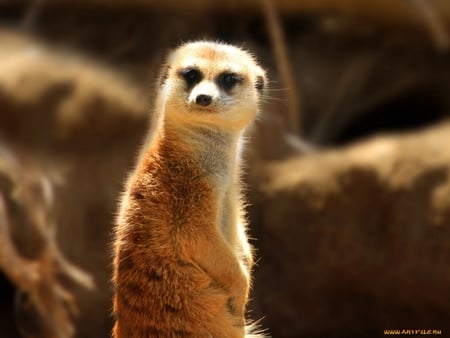 Meerkat - standing, animal, meerkat, africa