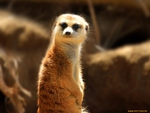 Meerkat