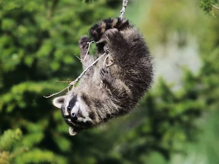 Raccoon - forest, raccoon, animal, nature