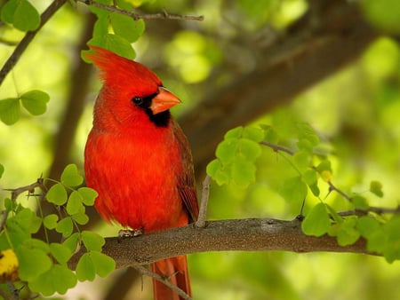 Red cardinal in the forest - outside, pretty, forest, cardinal, red, animal, tree, bird