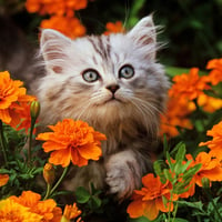 Cute cat among orange carnations