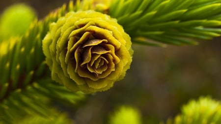 Simply Cool ! - branch, flower, green, needles